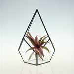 Glass Pyramid - Terrarium