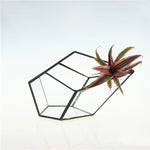 Glass Pyramid - Terrarium