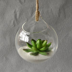 Water Drop - Terrarium
