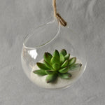 Water Drop - Terrarium