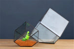 Glass Cube - Terrarium