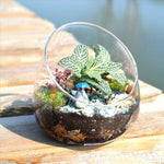 Hydroponic - Terrarium