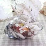 Glass Shell - Terrarium