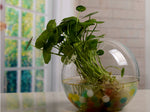 Aquarium Ball - Terrarium
