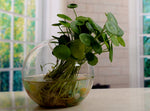 Aquarium Ball - Terrarium