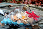 Glass Shell - Terrarium