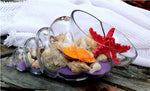 Glass Shell - Terrarium
