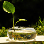 Glass Jar - Terrarium