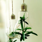 Ideas - Terrarium
