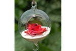 Double Glass Ball - Terrarium