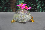 Water Turtel - Terrarium