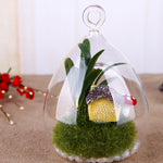 Glass Bell - Terrarium