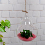 My Glass Perry - Terrarium