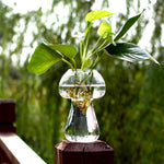 Glass Mushroom - Terrarium