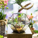 Glass Hexagon - Terrarium