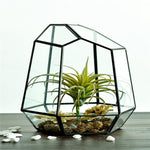 The Fourth Dimension - Terrarium