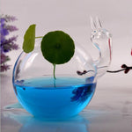 The Water Snail - Terrarium