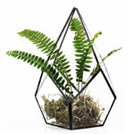 Glass Pyramid - Terrarium