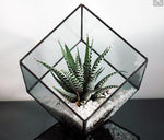 Glass Cube - Terrarium